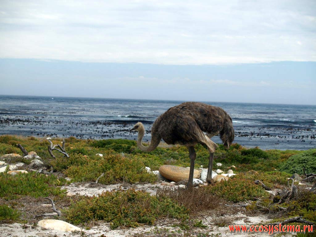 Страус, или африканский страус (Struthio camelus) на берегу Атлантического океана. Мыс Доброй Надежды, Южная Африка, южное побережье ЮАР