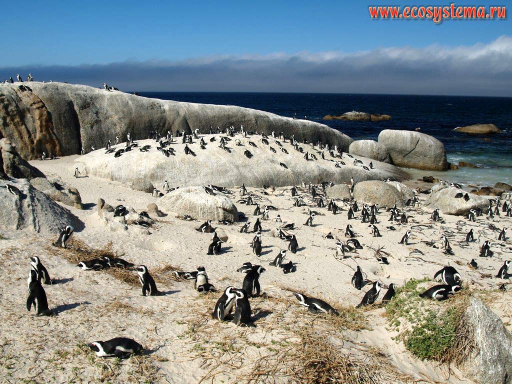 Колония очковых, или африканских, или ослиных пингвинов (Spheniscus demersus) на пляже Болдерс (Boulders Beach).
Окрестности города Симонс (Simon's Town), провинция Западный Мыс (Western Cape), южное побережье ЮАР, Южная Африка