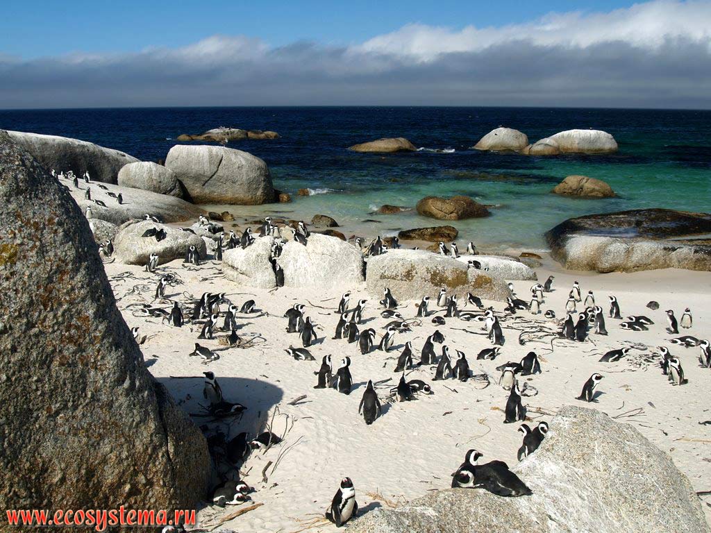 Колония очковых, или африканских, или ослиных пингвинов (Spheniscus demersus) на пляже Болдерс (Boulders Beach).
Окрестности города Симонс (Simon's Town), провинция Западный Мыс (Western Cape), южное побережье ЮАР, Южная Африка