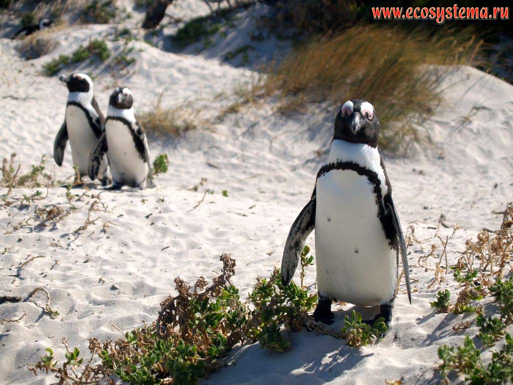 Очковый, или африканский, или ослиный пингвин (Spheniscus demersus). Пляж Болдерс (Boulders Beach), окрестности города Симонс (Simon's Town),
провинция Западный Мыс (Western Cape), южное побережье ЮАР, Южная Африка
