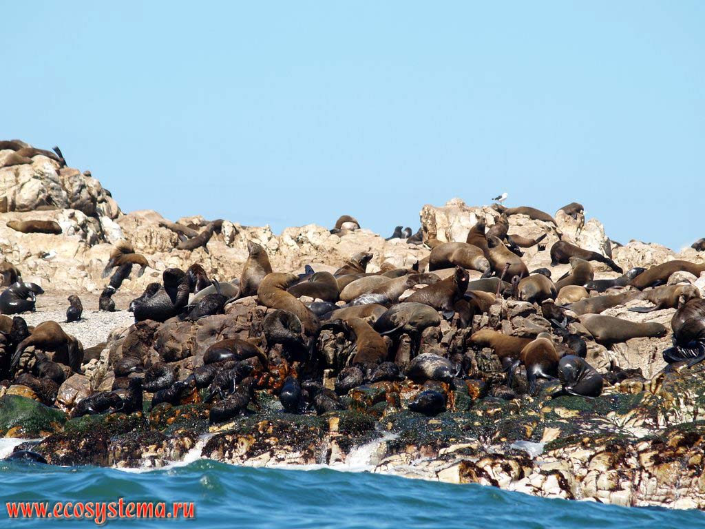 Колония капских морских котиков (Arctocephalus pusillus) (семейство Ушастые тюлени, или Сивучевые - Otariidae) на скалах в заливе Ганс Бэй
(Gans Bay). Берег Атлантического океана, провинция Западный Мыс (Western Cape), южное побережье ЮАР, Южная Африка