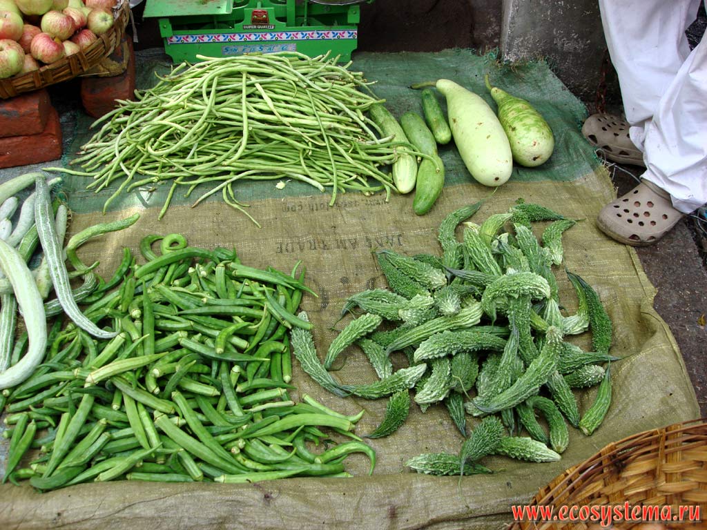 Vegetables in the local market: Beans (golden bean, or Mash - Vigna aureus and May - Vigna mungo), Squash and the Chinese Bitter Gourd (Momordica charantia). Himachal Pradesh, the district Dharmsala, Northern India