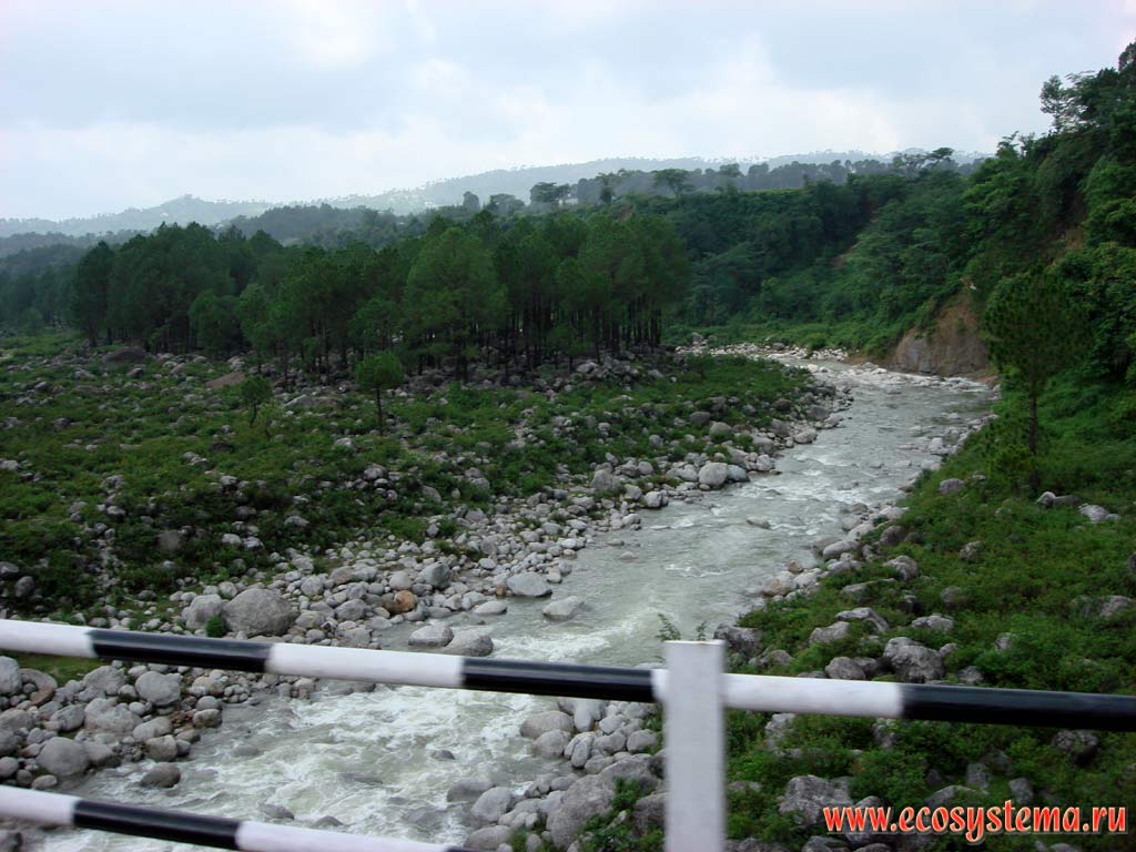 Tributary of the Beas river in the foothills of Pir-Pandzhal (extreme north-west ridge of the Lesser Himalayas), covered with light-coniferous (pine) forests. Himachal Pradesh, Northern India