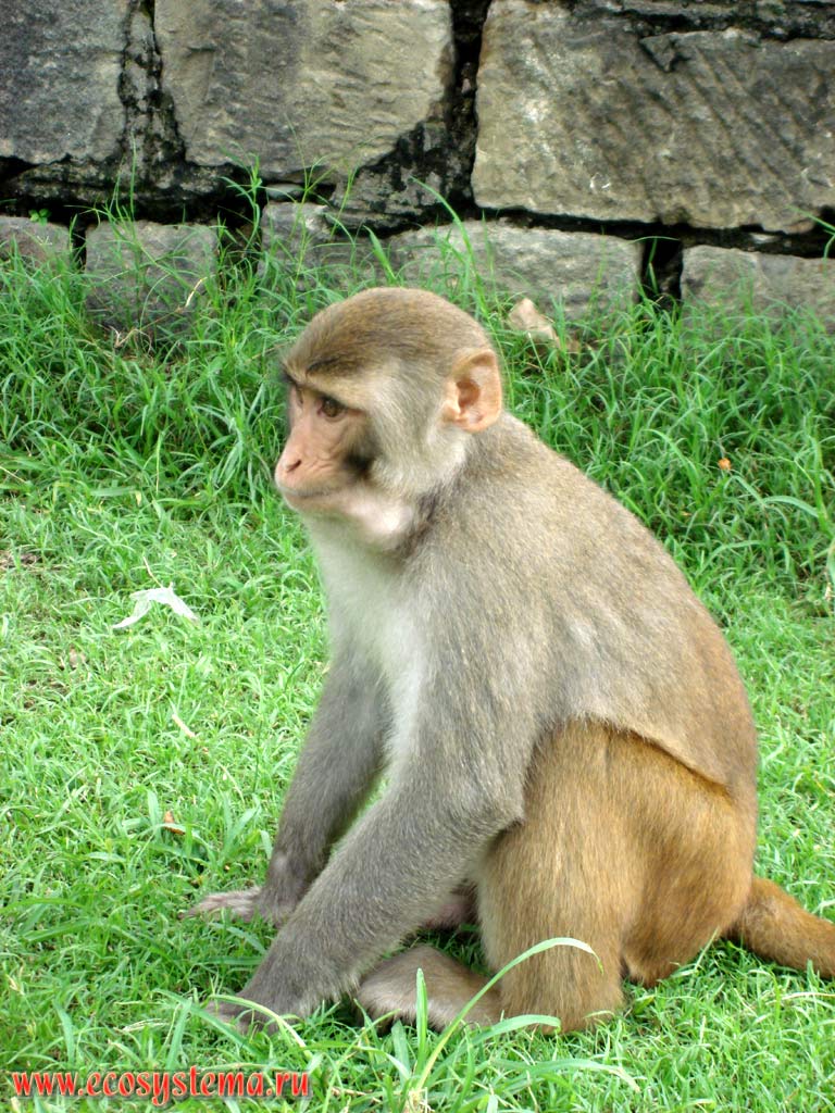 Rhesus monkey, or bunder (Macaca mulatta) on the grass. Foothills of Pir-Pandzhal (extreme north-west ridge of the Lesser Himalayas). Himachal Pradesh, Northern India