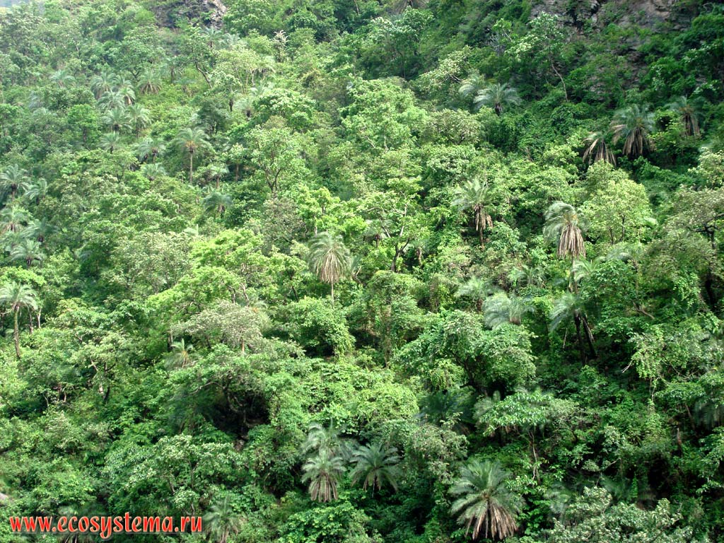 Evergreen rain forest from tall palm trees, laurel, tree ferns and bamboo with many lianas and epiphytes on the slopes of the Lesser Himalayas. The valley of the river Beas, Himachal Pradesh, Northern India