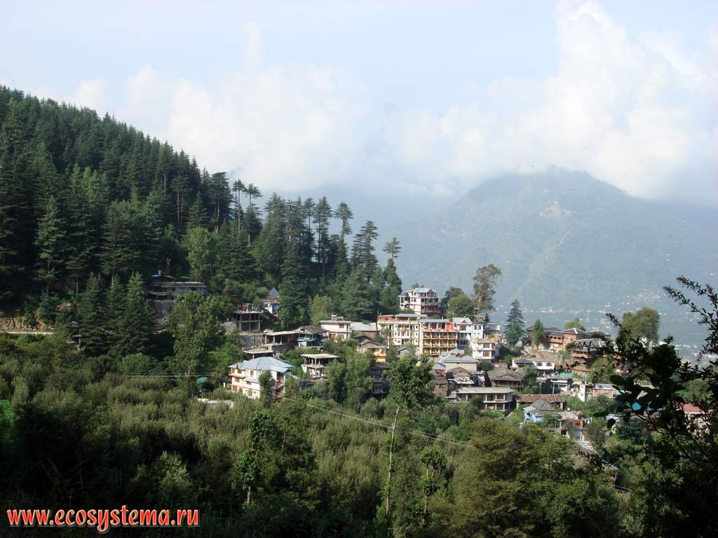 Naggar City in the Kulu (Kullu) Valley on the slopes of the Lesser Himalayas, surrounded by coniferous (pine) forests. Height is about 2000 m above the sea level, Himachal Pradesh, Northern India