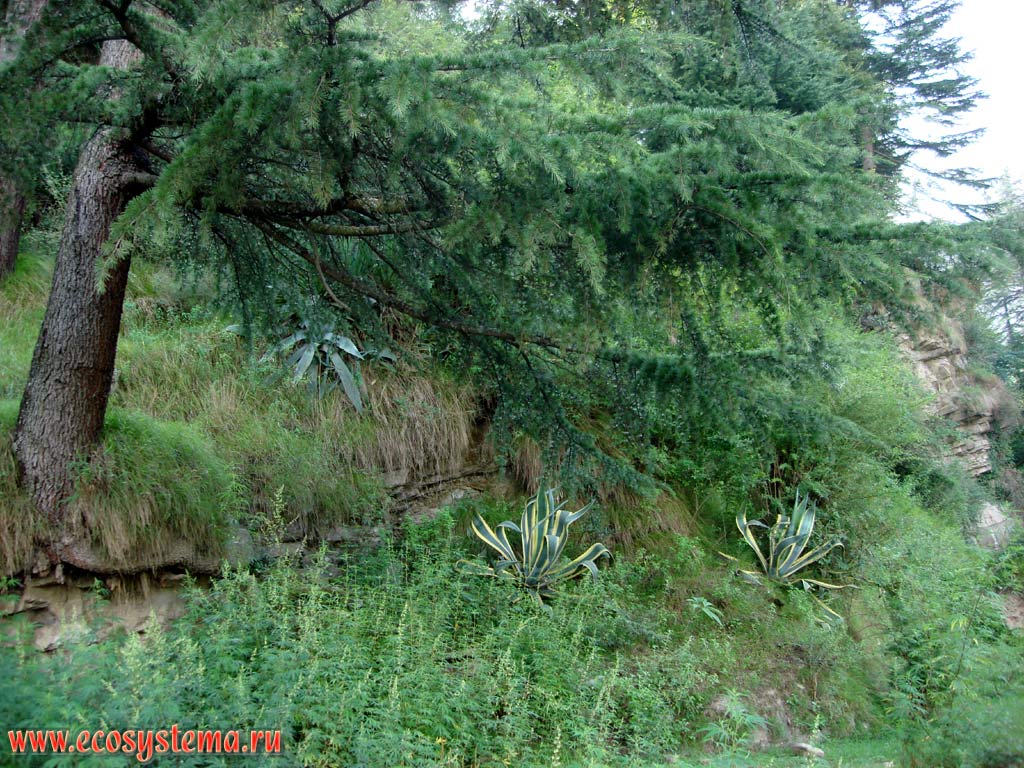 Deodar, or Himalayan cedar (Cedrus deodara) on the rocks in the Kulu Valley (Kullu), the slopes of the Lesser Himalaya, Himachal Pradesh, Northern India