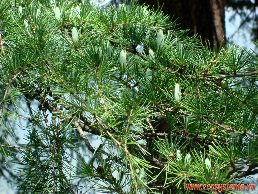 Branches and young buds (cones) of the Himalayan cedar (Cedrus deodara). The slopes of the Lesser Himalayas, Kullu Valley (Kullu), Himachal Pradesh, Northern India
