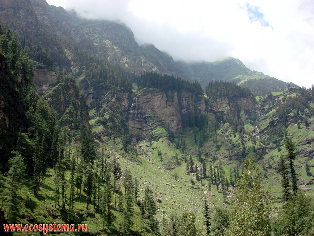 Темнохвойные леса с преобладанием пихты в среднем высотном поясе у границы с субальпийскими лугами в Малых Гималаях (около 3000 м над уровнем моря). Долина Куллу, штат Химачал-Прадеш, север Индии