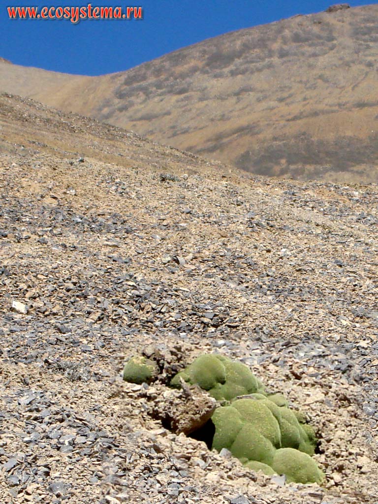 Покрытые мхом камни на склоне осыпи в высокогорной пустыне Больших Гималаев. Хребет Заскар (Занскар), высота около 4600 м над уровнем моря. Штат Химачал-Прадеш, север Индии