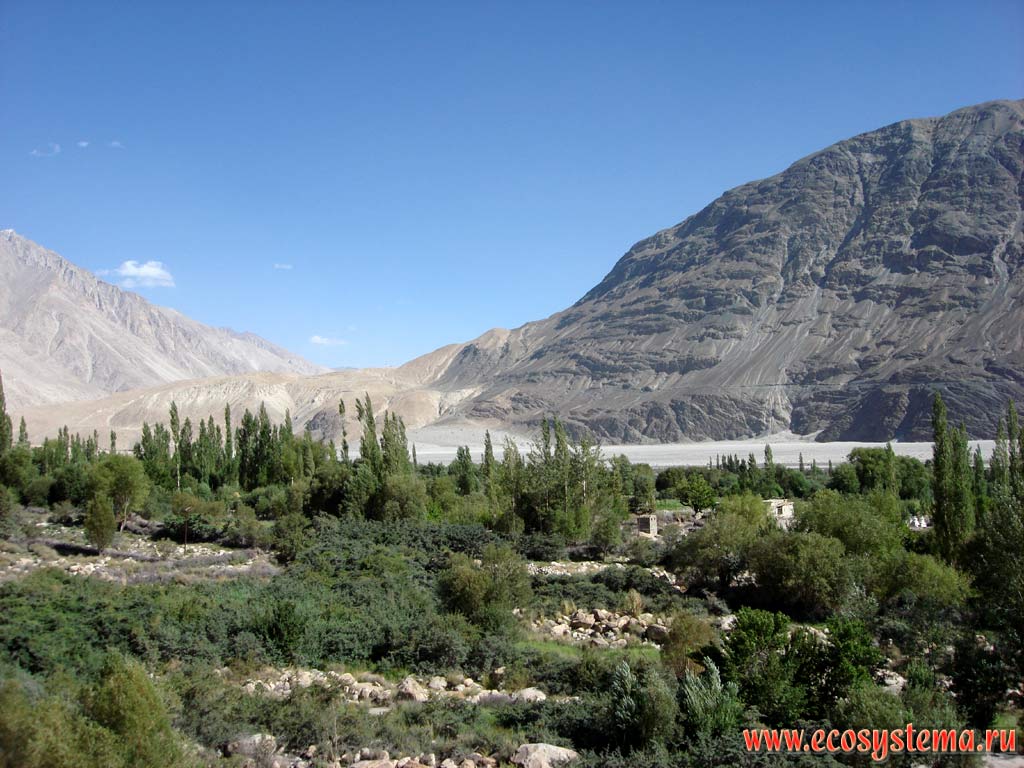 Anthropogenic (man-made) landscape with woody vegetation at the bottom of a river valley in the mountain hollow, dividing ridges of Ladakh and the Karakoram. Nubra valley, the river Shayok. Height is about 4500 m above sea level. Himachal Pradesh, Northern India