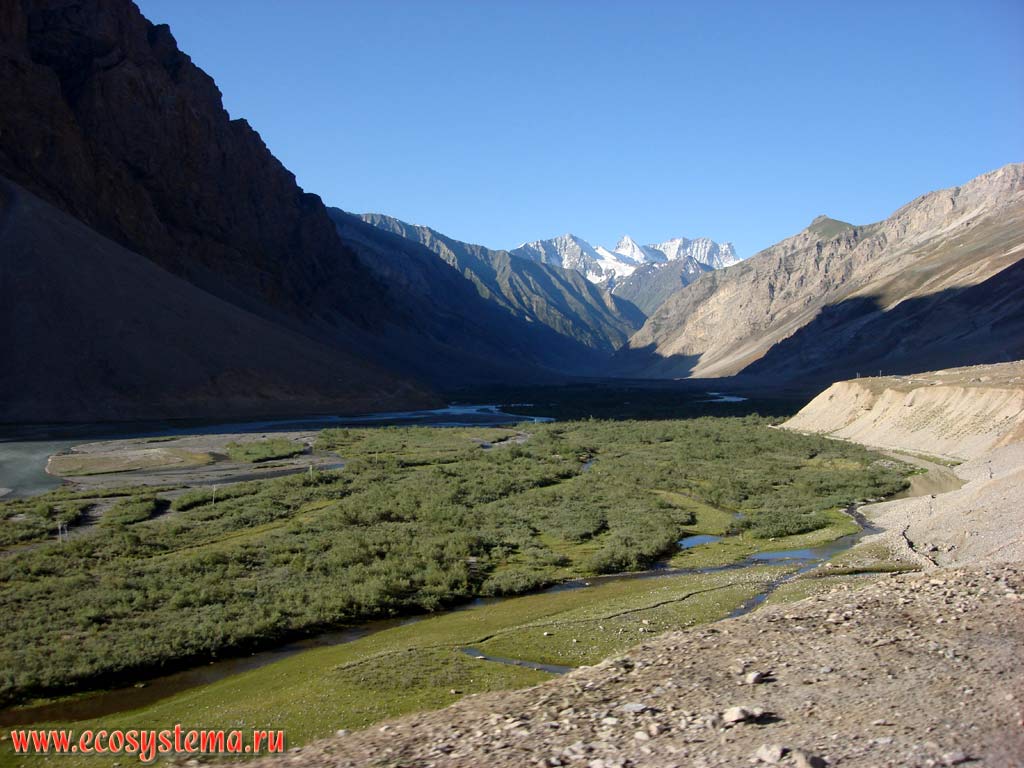 Долина реки Драсс с пойменной растительностью на аллювиальных наносах. Большие Гималаи, высота около 4500 м над уровнем моря. Штат Химачал-Прадеш, север Индии