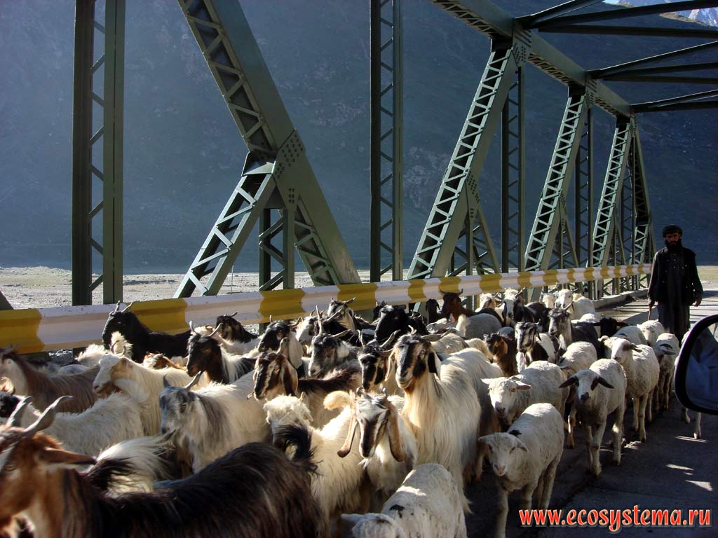 Стадо мелкого рогатого скота (овцы и ангорские козы) на мосту через реку Драсс. Большие Гималаи, штат Химачал-Прадеш, север Индии