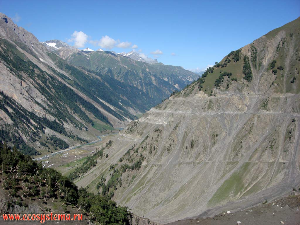 Высотная поясность в Больших Гималаях: темнохвойные леса (гималайский кедр, пихта) - можжевельниковые редколесья - альпийские луга - высокогорная пустыня - нивальный пояс на высотах от 2500 до 4500 м над уровнем моря. Штат Химачал-Прадеш, север Индии