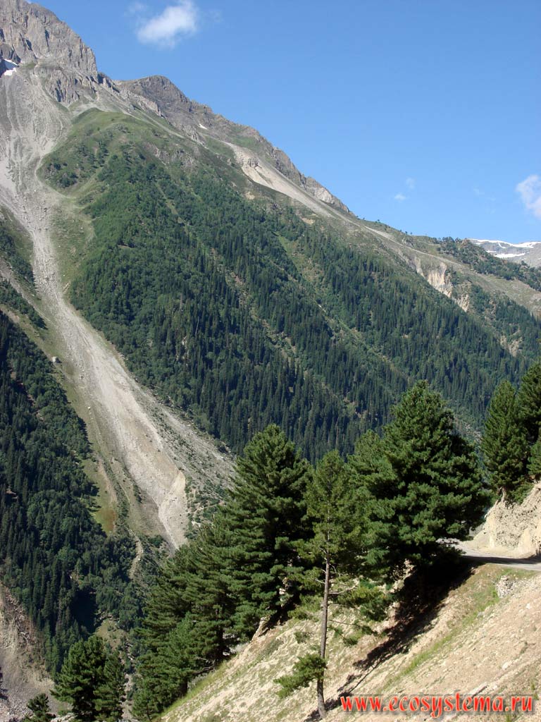 Высотная поясность в Больших Гималаях в зоне от темнохвойных лесов (гималайский кедр, пихта) до альпийских лугов на высотах от 2500 до 3500 м над уровнем моря. Слева виден лавинный желоб с осыпью и конусом выноса в нижней части склона. Штат Химачал-Прадеш, север Индии