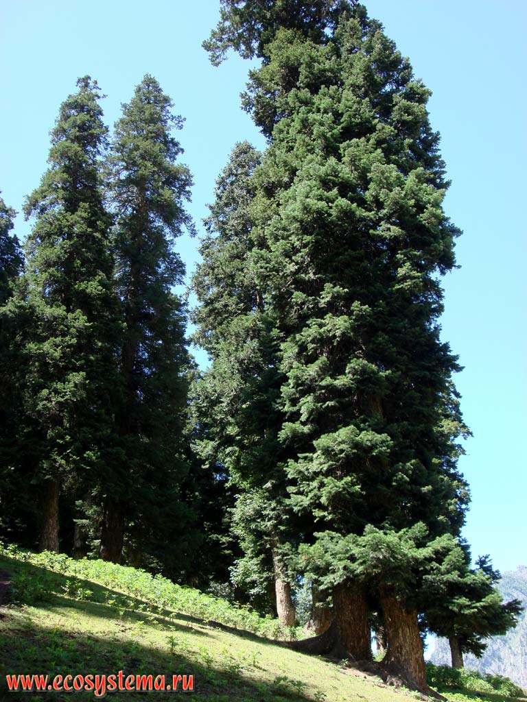 Old deodar (Cedrus deodara) in the area of dark-coniferous forests. Sonmarg village (2740 m above sea level), the Great Himalayas Range, Great Himalayas, Himachal Pradesh, Northern India