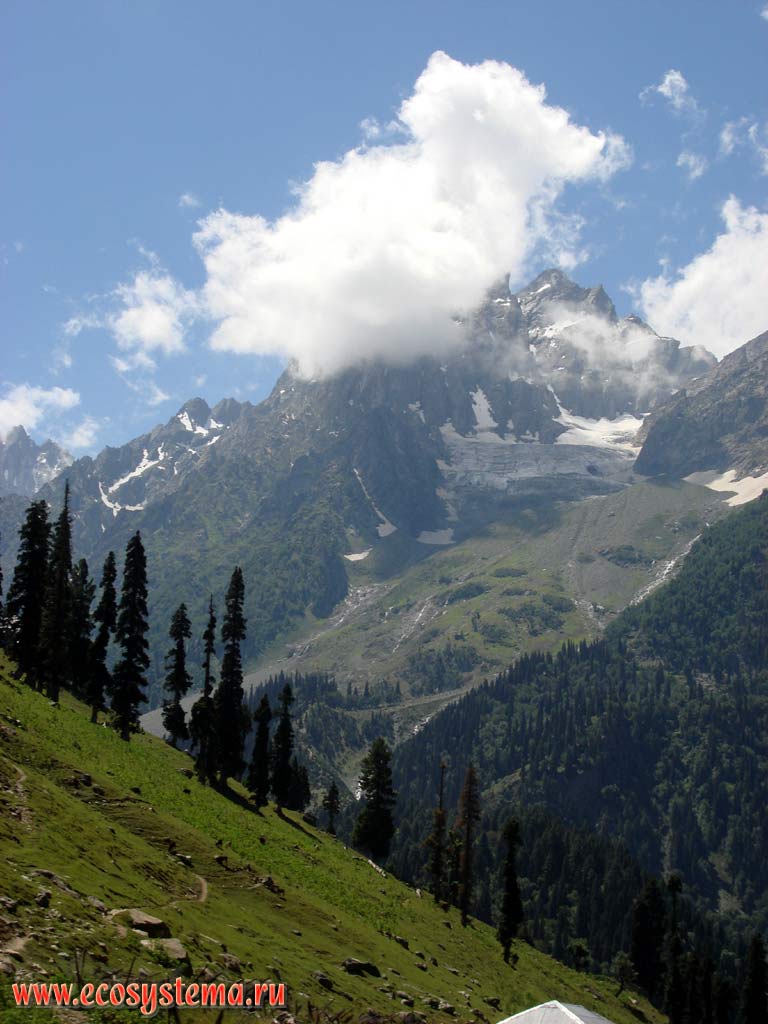 Altitudinal zonation in the Great Himalayas: coniferous forest (Himalayan cedar, fir) – juniper woodlands - alpine desert - nival belt at elevations from 3,500 to 4,500 m above sea level. Himachal Pradesh, Northern India