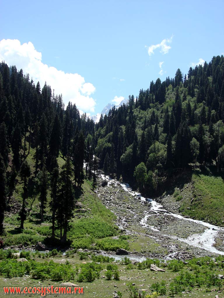 Небольшая горная река в зоне смешанных лесов (гималайский кедр, пихта, дуб). Высота - 2700 м над уровнем моря, Большие Гималаи, штат Химачал-Прадеш, север Индии