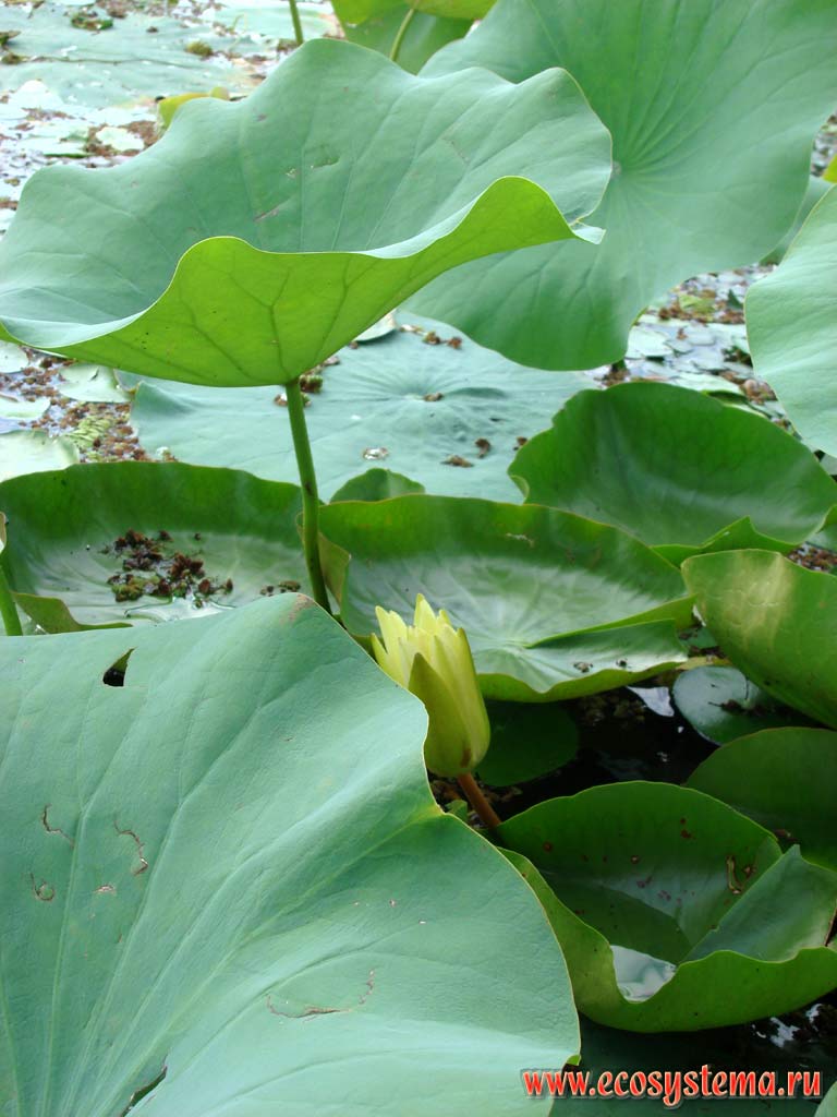 Indian lotus leaves (Nelumbo nucifera) and lily’s leaves and flower. Dal Lake between Pier Pandzhal and the Great Himalayas Range (Lesser Himalayan foot). Kashmir valley, Jammu and Kashmir, Northern India