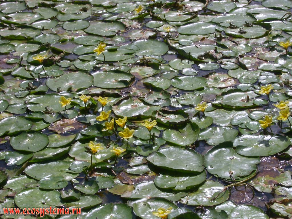 Yellow floatingheart (Nymphoides peltata) in the shallows (shallow water) in the bend of the duct (sleeve) in the lower part of the delta of the Volga River. The Astrakhan reserve (Obzhorovsky site), the Astrakhan region