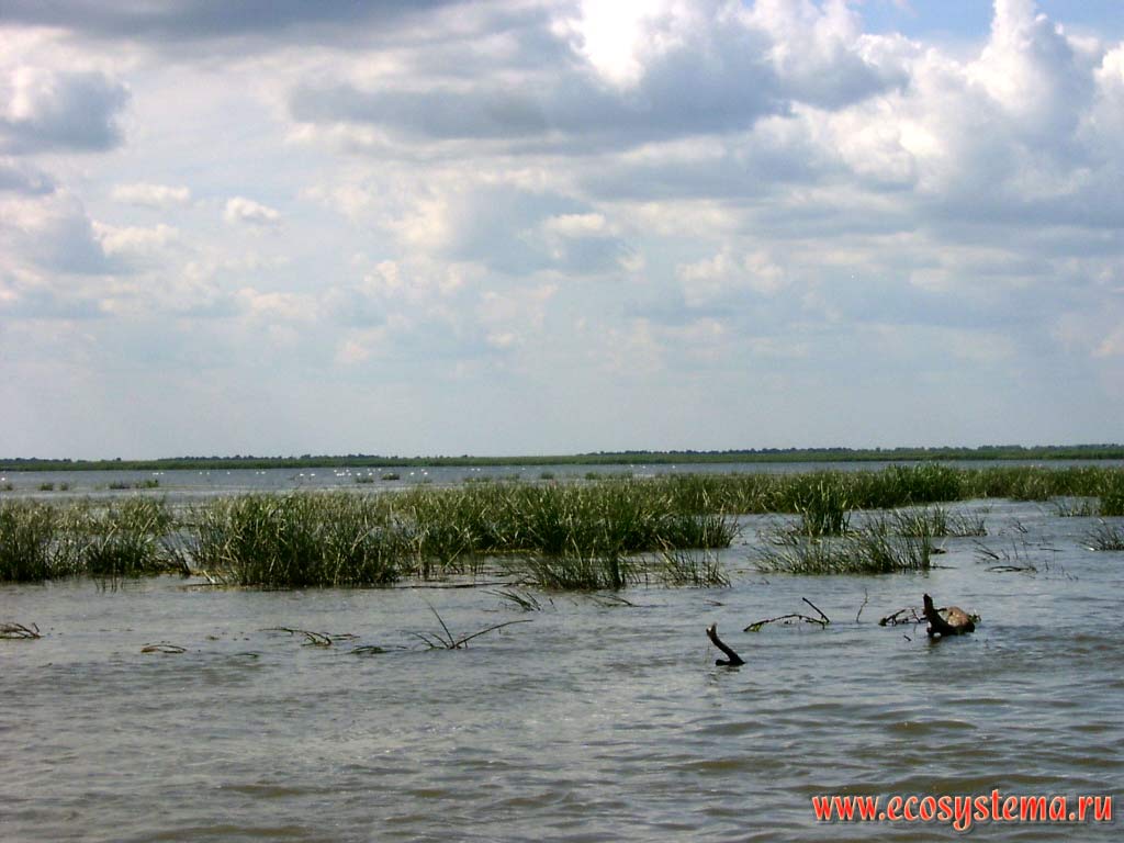 Thicket of the Bulrush (Scirpus lacustris) and Juncus on peals - shallow bays (depth up to 1,5 m) of the Caspian SeaThe Astrakhan reserve (Obzhorovsky site), the Astrakhan region