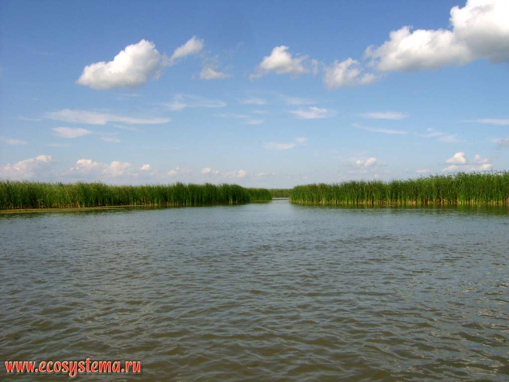 Canebrake (Phragmites) on peals - shallow bays (depth up to 1,5 m) of the Caspian Sea filled with sediments of the Volga River in the lower part of the delta. The Astrakhan reserve (Obzhorovsky site), the Astrakhan region