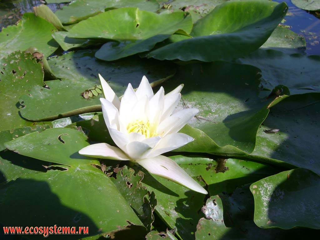 White water lily (Nymphaea alba) - leaves and flower. Duct (hose) of the Volga River at the bottom of the estuary. The Astrakhan reserve (Obzhorovsky site), the Astrakhan region