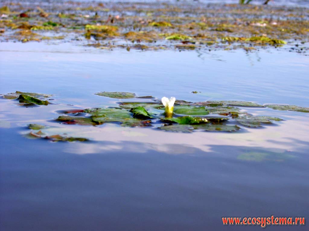 Floating plant of the water caltrop, water chestnut or Singhara (Trapa natans) with a flower. Peals - shallow bays of the Caspian Sea. The Astrakhan reserve (Obzhorovsky site), the Astrakhan region