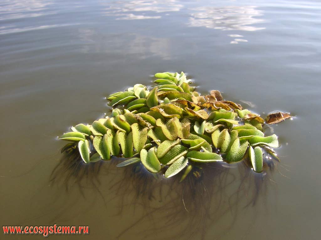 Floating watermoss (Salvinia natans) - one-year floating water fern. Clearly visible underwater leaves of performing the function of roots, sucking nutrients from the water. Peals - shallow bays of the Caspian Sea. The Astrakhan reserve (Obzhorovsky site), the Astrakhan region