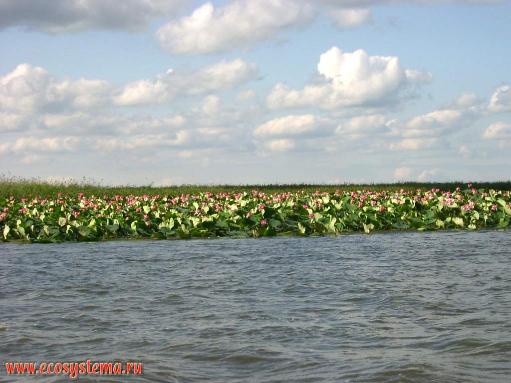 Lotus Caspian - Nelumbo caspica (lotus fields) in the flowering period on the edge of shallow bays (peals), the Caspian Sea. The Astrakhan reserve (Obzhorovsky site), the Astrakhan region