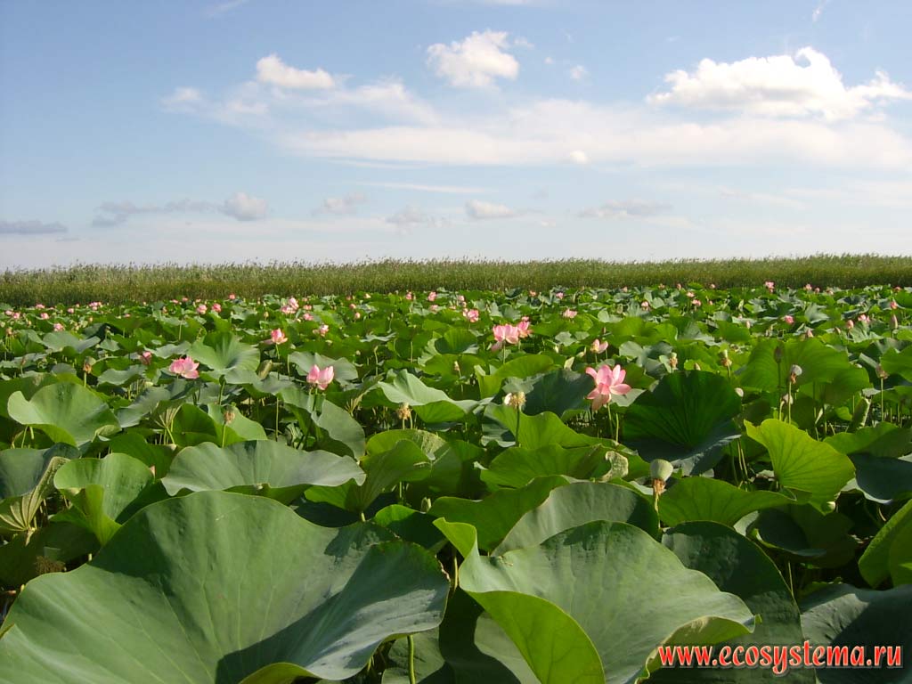 Lotus Caspian - Nelumbo caspica (in another view - a subspecies of Nelumbo nucifera). Shallow bays (thunder) in the lower part of the delta of the Volga River. The Astrakhan reserve (Obzhorovsky site), the Astrakhan region