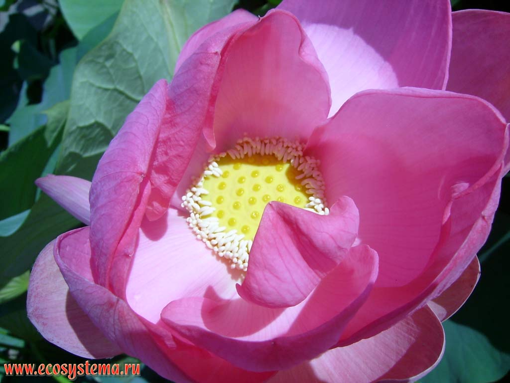 Цветок лотоса каспийского (Nelumbo caspica)