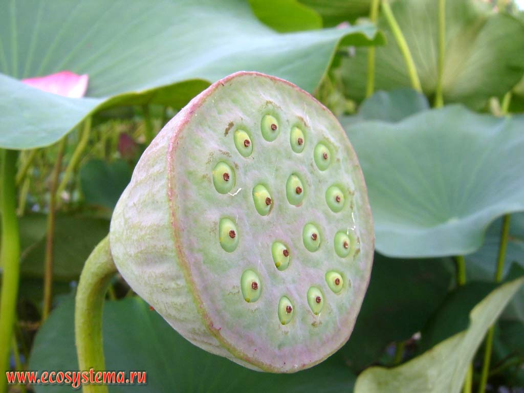 Плод лотоса каспийского (Nelumbo caspica). Тип плода - многоорешек