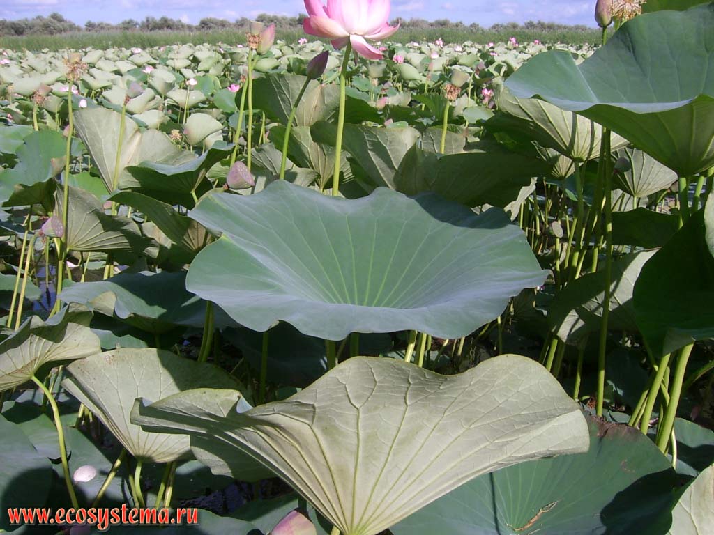 High-rising (funnel) lotus Caspian leaves (Nelumbo caspica). Shallow bays (thunder) in the lower part of the delta of the Volga River. The Astrakhan reserve (Obzhorovsky site), the Astrakhan region