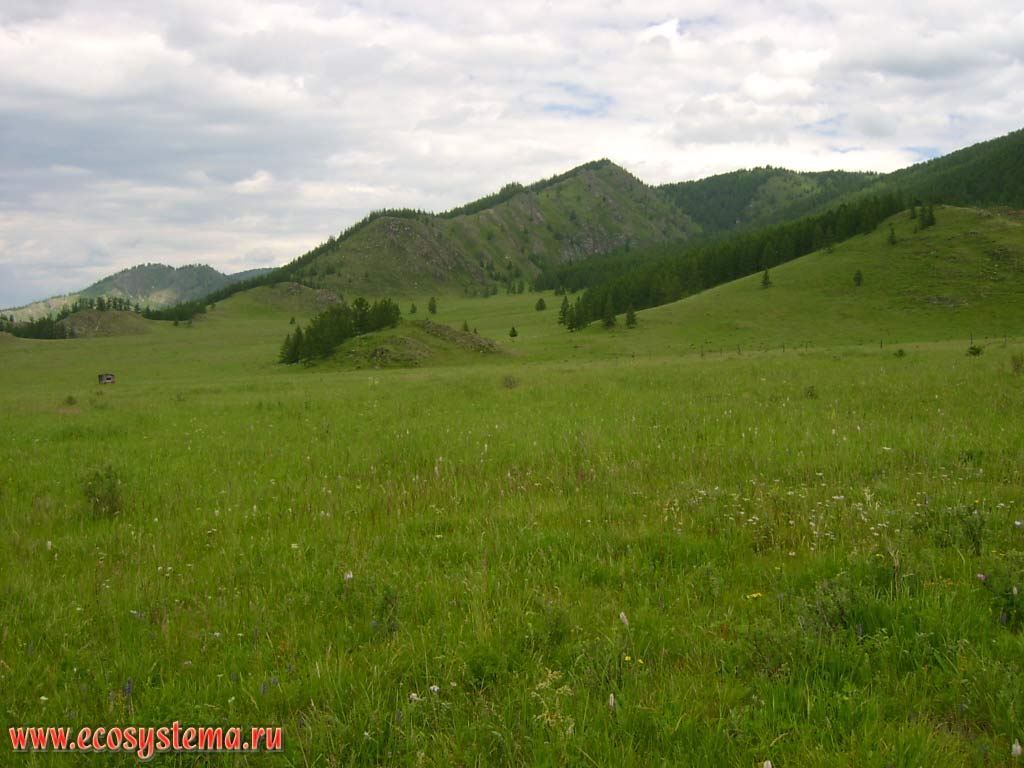 Typical landscape of medium- mountains with grass meadow steppes (foreground) and dark coniferous forests (on the slopes). Clearly visible dependence of vegetation on the exposure of slopes: the slopes of northern exposure (in the shadows) are covered with coniferous forests, slopes of southern exposure (sunward) are covered with meadow steppes. Height is about 1200 meters above sea level. Northwestern Altai, valley of the Elo river, Ongudansky District, Altai Republic