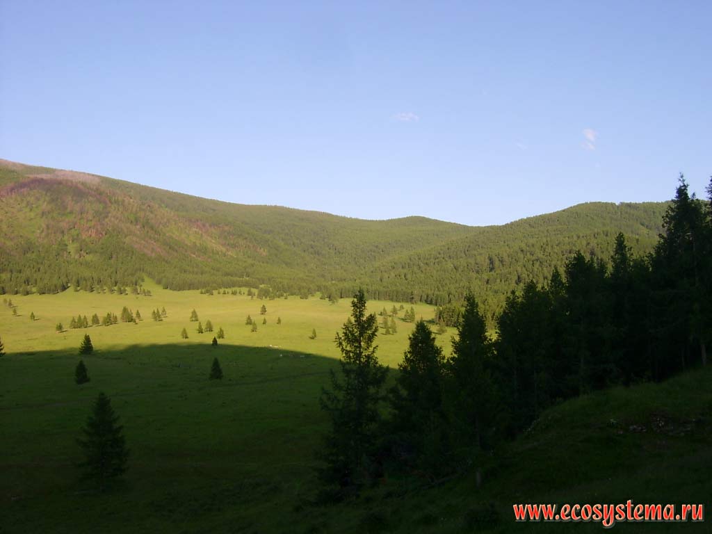 High-altitude zone in the northwestern Altai: grass meadow steppe at elevations up to 1500 m are replaced by dark coniferous forests. Surroundings of village Elo, Ongudansky District, Altai Republi