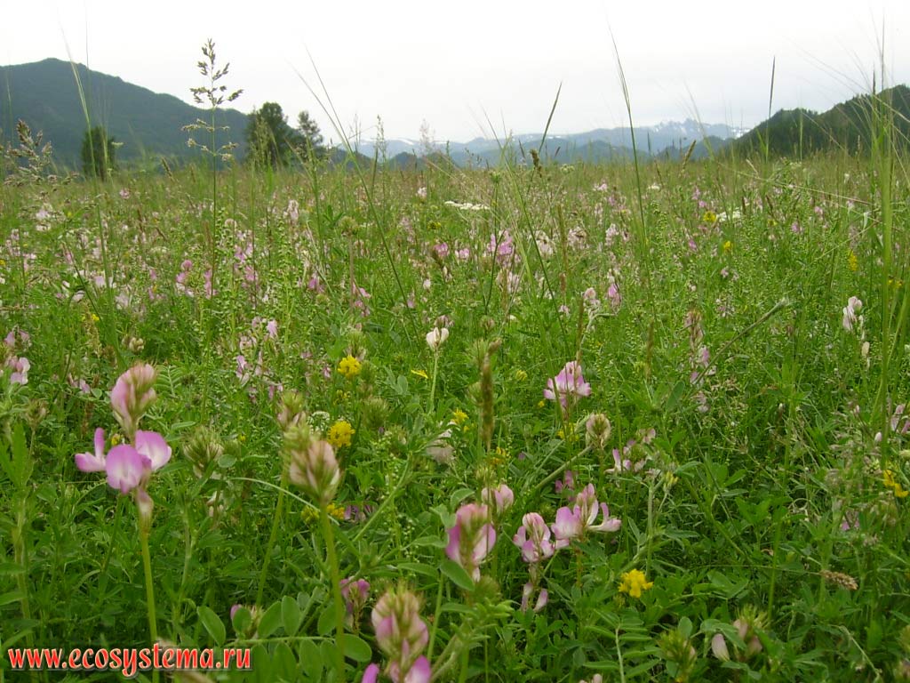 Middle-mountain forbs with legumes (Fabaceae): sainfoin (Onobrychis) and ranks (Lathyrus) and grasses in the intermountain basin in northwest of Altai. Height is about 1000 meters above sea level.Valley of the Karakol river, Karakol Nature Park 