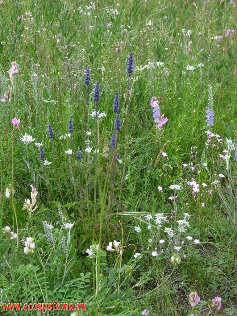 Middle-mountain forbs with Veronica, edelweiss and sainfoin in the intermountain basin northwest of Altai. Height is about 1000 meters above sea level. Valley of the Karakol river, Karakol Nature Park Uch-Enmek, Ongudansky District, Altai Republic