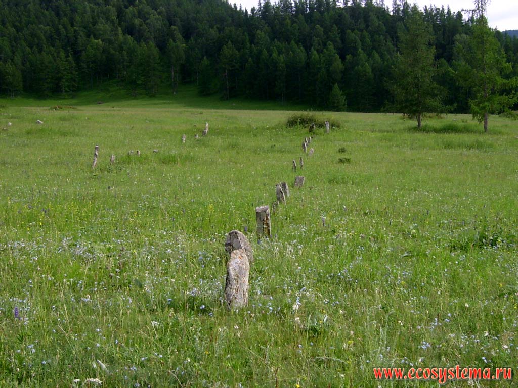 Rows of stone statues, or Kezer tash, leading to a small knoll surrounded by grass meadow steppe. Tract of Lower Sooru, Karakol Nature Park Uch-Enmek, Ongudansky District, Altai Republic