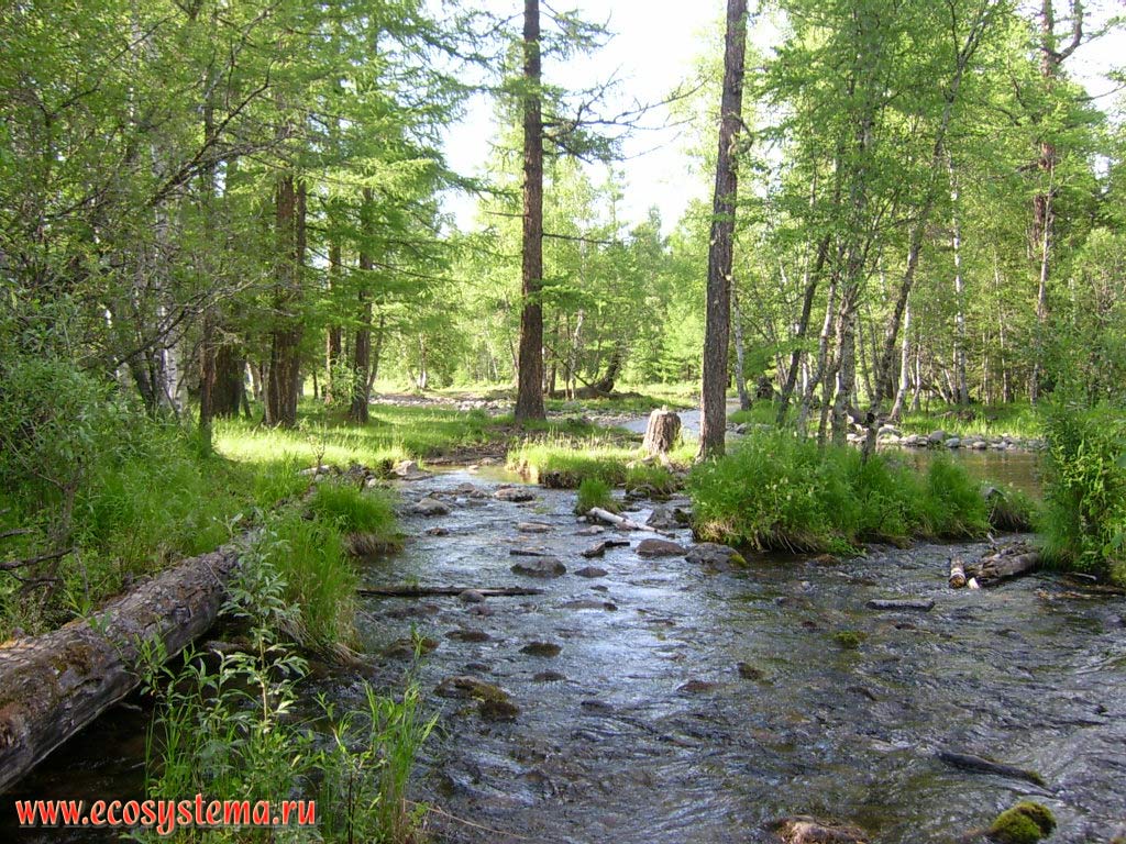 A small mountain stream, surrounded by light-coniferous (larch) forests. Tract of Lower Sooru, Karakol Nature Park Uch-Enmek, Ongudansky District, Altai Republic