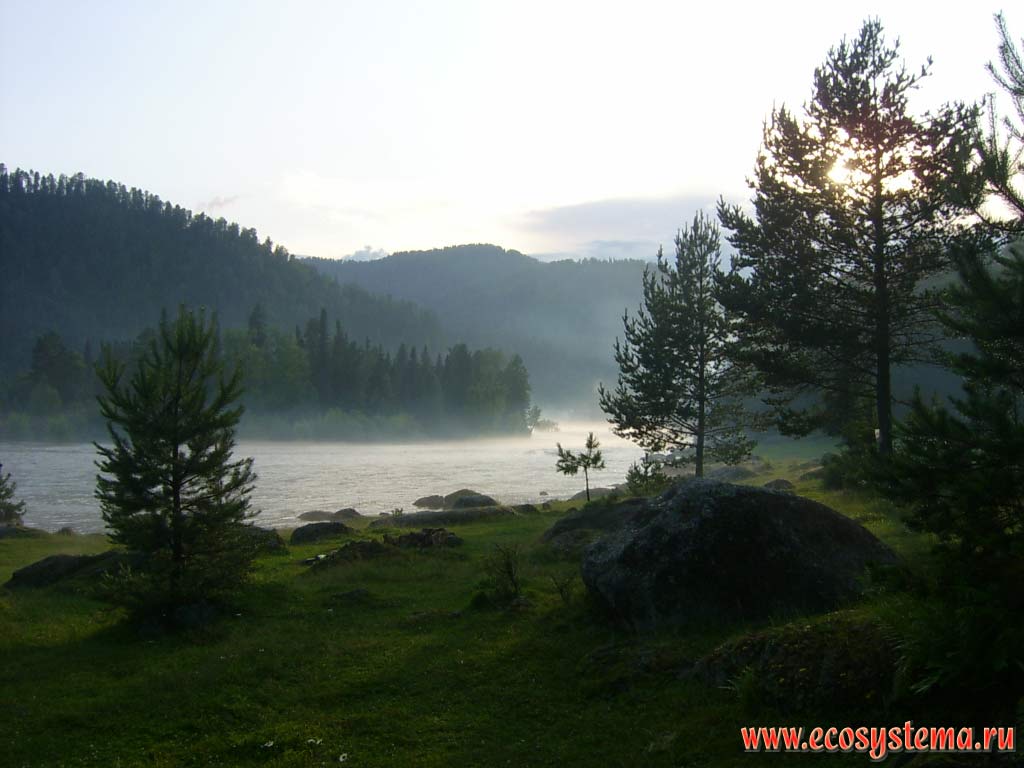 Biya River in the upper reaches, close to the source - Teletskoje lake, surrounded by light coniferous forests (pine). Turochaksky District, Altai Republic