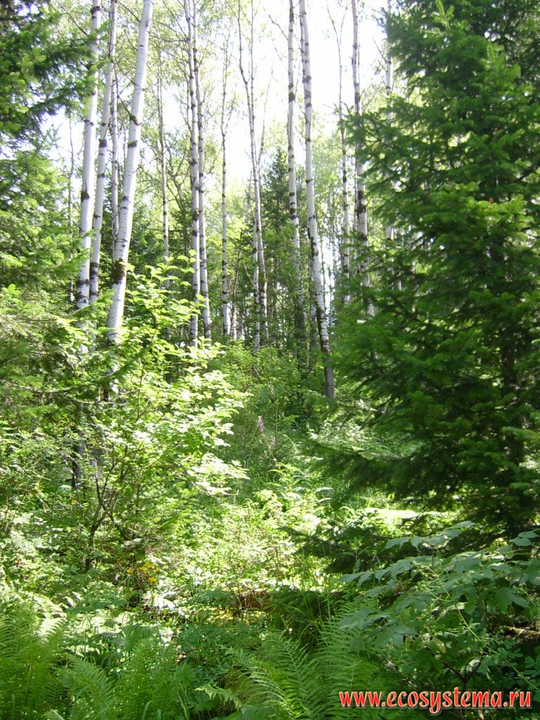 Mixed forest with predominance of aspen, spruce and fir on the shores of Teletskoye lake (in the northern, lower part). Turochaksky District, Altai Republic
