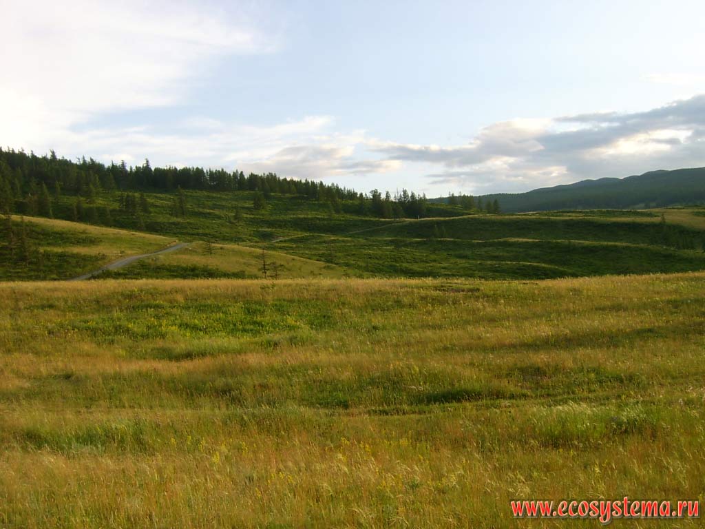 Mining cereal meadow steppe on the edge of Ulagansky plateau. Height - about 1600 meters above sea level. Ulagansky District, Altai Republic
