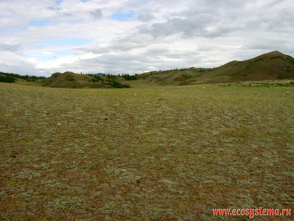 Desertified semi-shrubs (small shrub with a long-term annual top the drying grass parts) steppe in the Chui Valley. Kurai steppe, Kosh-Agach District, Altai Republic