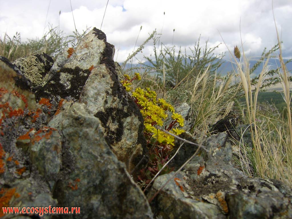 Vegetative cover of desertified semi-shrubs steppes in the valley of the river Chui: lichens, stonecrop, cereals and wormwood. Kurai steppe, Kosh-Agach District, Altai Republic
