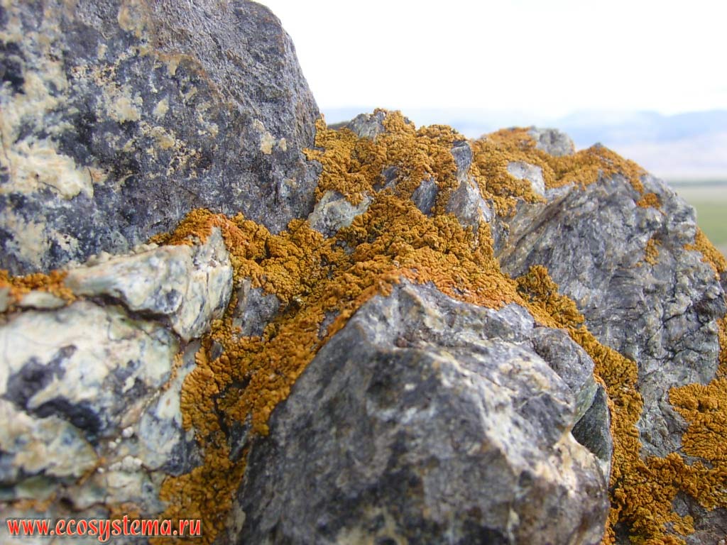 Orange lichen (Caloplaca murorum) on the rocks in the desert semi-shrubs steppe in theChui Valley. Kurai steppe, Kosh-Agach District, Altai Republic