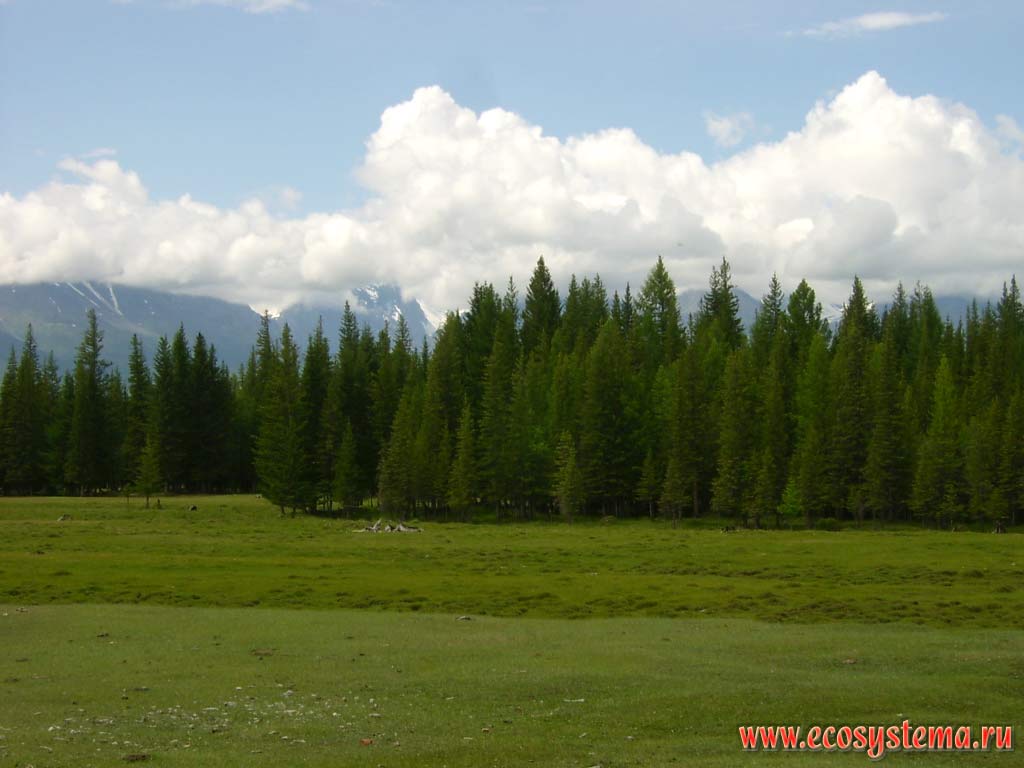 Meadows, pastures and dark coniferous forests (spruce) in the Chui Valley in the Kurai steppe. In the background - North-Chui Range (highest peak 3000 m above sea level). Kurai steppe, Kosh-Agach District, Altai Republic
