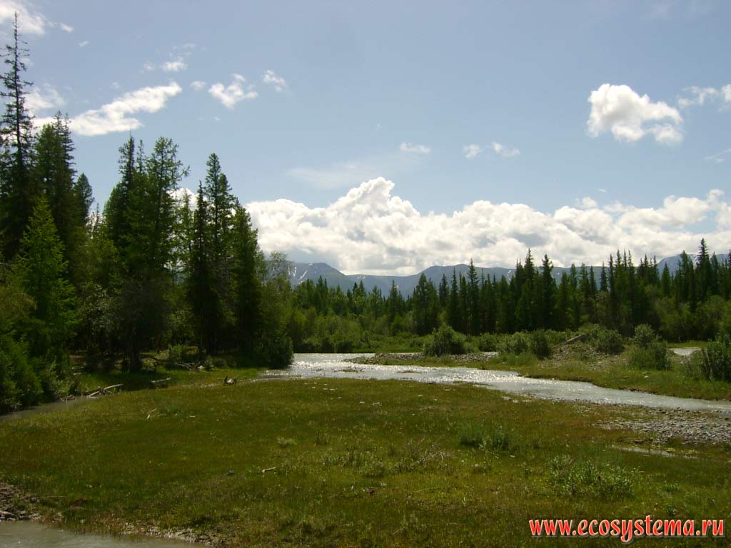 One of the branches of the river Chui surrounded by conifer forests. In the background - the spurs of the North-Chui Range. Kurai steppe, Kosh-Agach District, Altai Republic