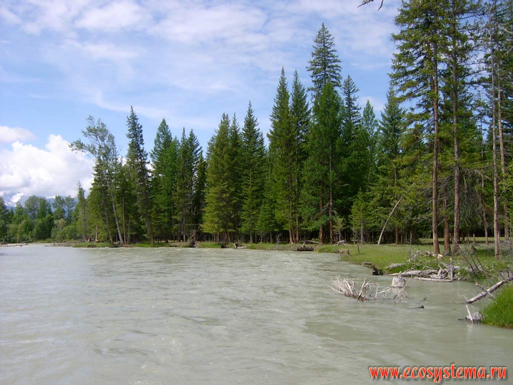 One of the branches of the river Chui surrounded by conifer forests. Kurai steppe, Kosh-Agach District, Altai Republic