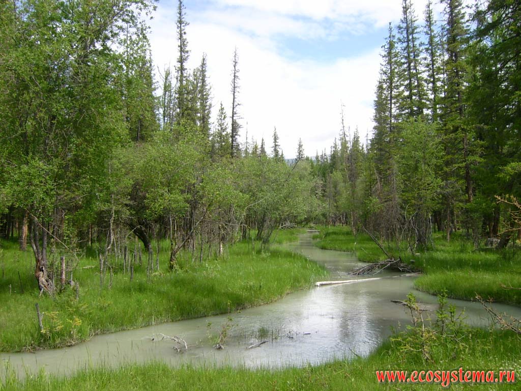 Floodplain mixed forest in the Chui Valley during the summer high water (water from the main channel spreads over the surrounding woods). Kurai steppe, Kosh-Agach District, Altai Republic